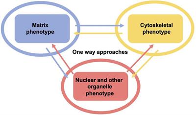 Mechanical Cues Affect Migration and Invasion of Cells From Three Different Directions